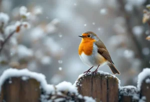 Si cet oiseau magnifique se pose dans votre jardin cet hiver, c’est que la neige et le grand froid arrivent